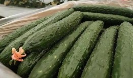 甘肃康县网红吃瓜,瓜香四溢引网友热议